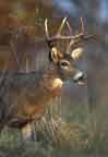 white tailed deer buck